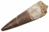 Fossil Plesiosaur (Zarafasaura) Tooth - Morocco #224409-1